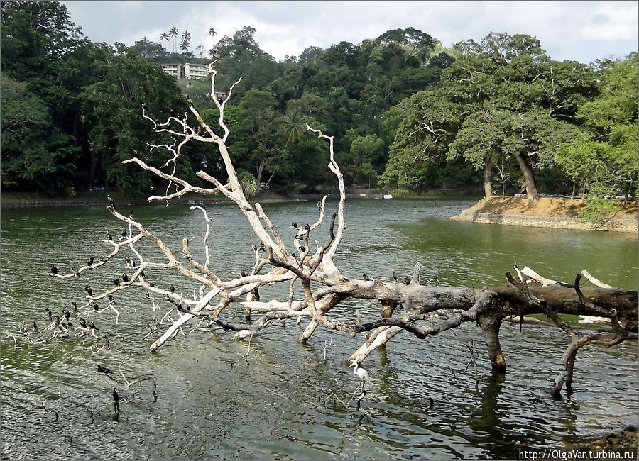 Зоопарк на воде Канди, Шри-Ланка