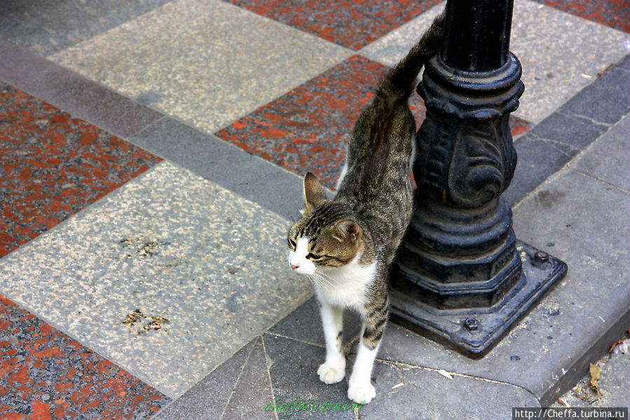 Стамбул — город кошек Стамбул, Турция