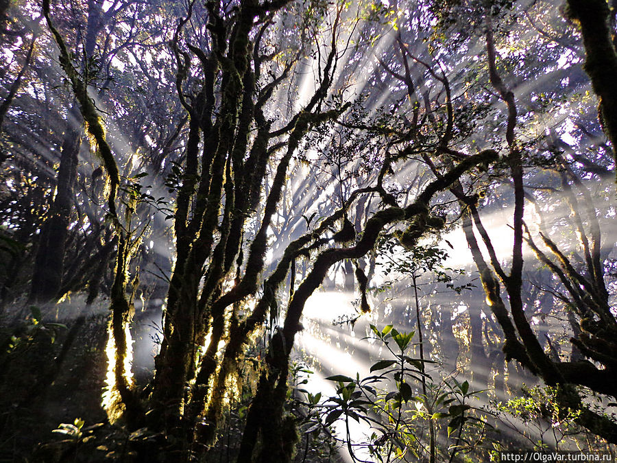 Свет и тени филиппинского леса Остров Минданао, Филиппины