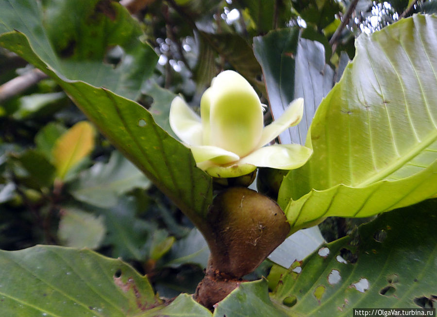 С необычными цветами Птерокарпус сандаловый, или дерево Нарра, национальное дерево Филиппин, увидела, прогулявшись к озеру Агуингэй. Его древесина считается ценной, а цветы и листья используются в фармакологии и народными целителями С необычными цветами Птерокарпус сандаловый, или дерево Нарра, национальное дерево Филиппин, увидела, прогулявшись к озеру Агуингэй. Его древесина считается ценной, а цветы и листья используются в фармакологии и народными целителями
