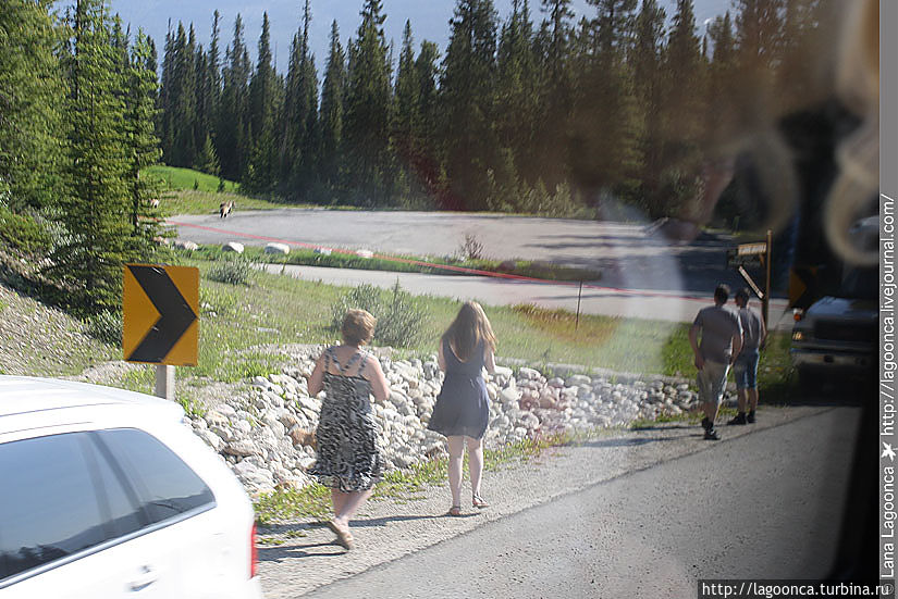 Жаждущие острых ощущений туристы бегут на встречу с гризли. Жаждущие острых ощущений туристы бегут на встречу с гризли.