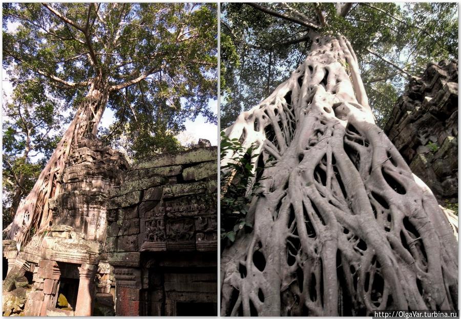 Самое ажурное дерево Та Прома Провинция Сиемреап, Камбоджа