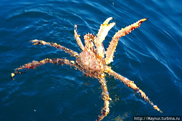 Вот такая рыбалка Южно-Сахалинск, Россия Вот такая рыбалка Южно-Сахалинск, Россия