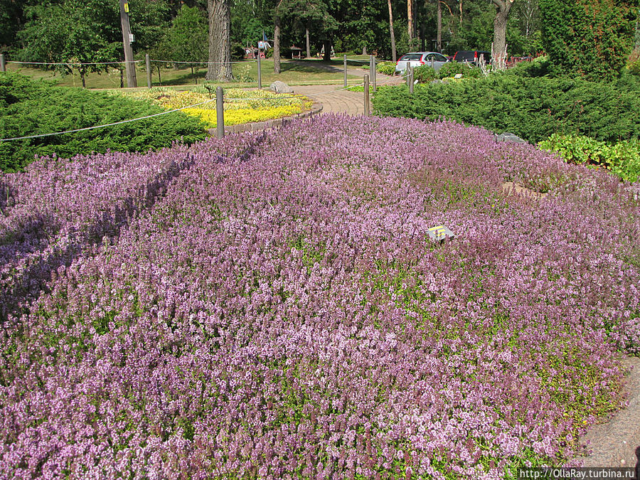 Ковёр из цветущего тимьяна. Ковёр из цветущего тимьяна.