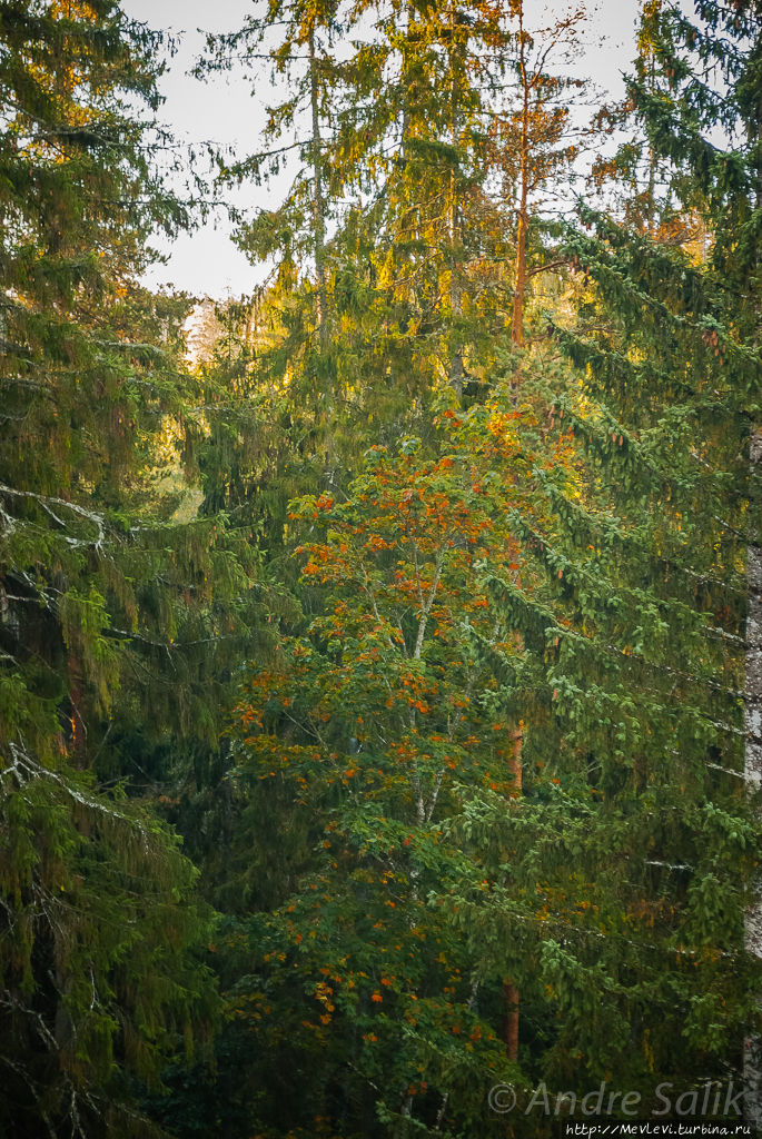 В лесу до рассвета Сигулда, Латвия