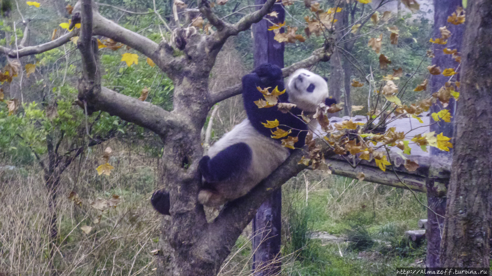 Резерват большой панды БиФенгСя Яань, Китай