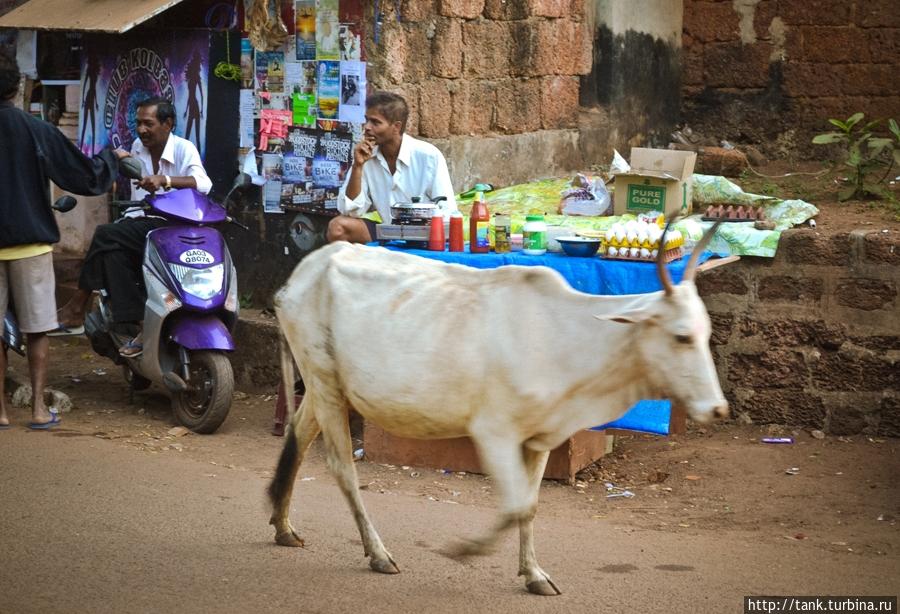 И вот проходит, какое-то время, буквально несколько дней, и ты уже не замечаешь ни мусора валяющегося повсюду, свободно и легко объезжаешь, шатающихся по дорогам священных коров. Штат Гоа, Индия