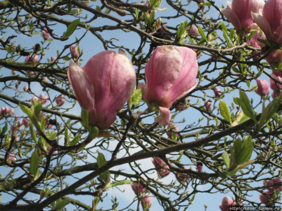 Хевиз — озеро розовых лилий и город цветущих садов Хевиз, Венгрия