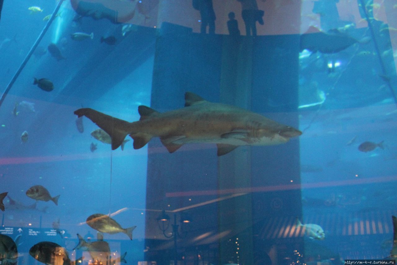 Аквариум и зоопарк в Dubai Mall Дубай, ОАЭ