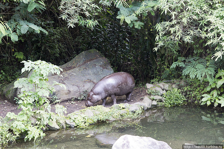 Карликовый бегемот. Карликовый бегемот.