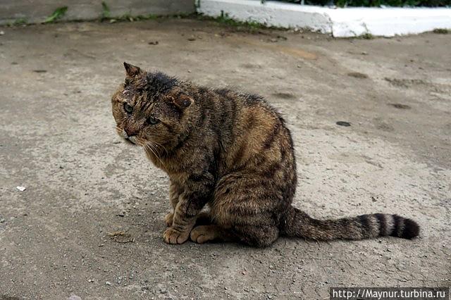 Йоркширский кот. Россия. Йоркширский кот. Россия.