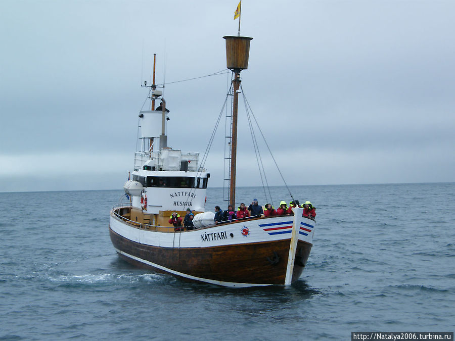 Туристическая лодка для наблюдения за китами Исландия