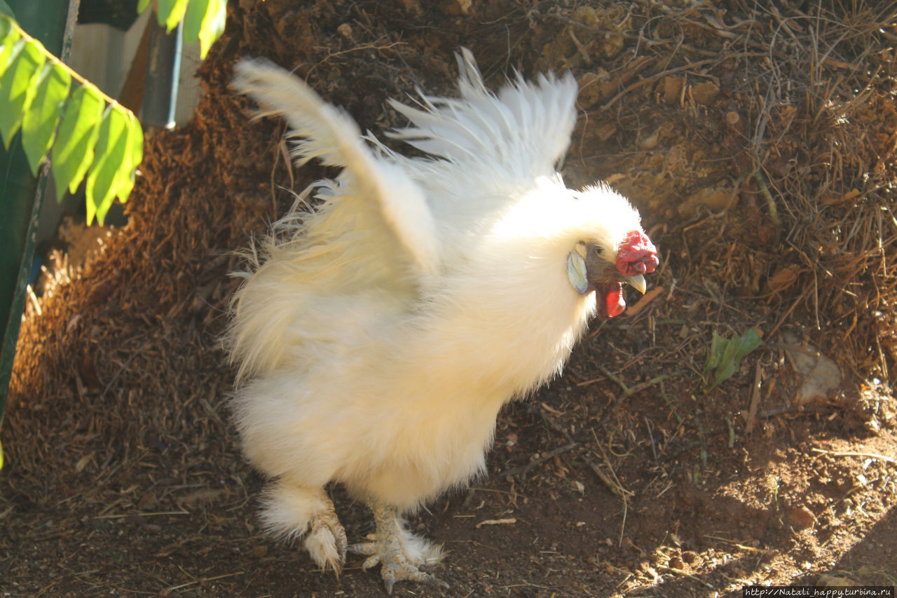 Не было печали... Не было печали...