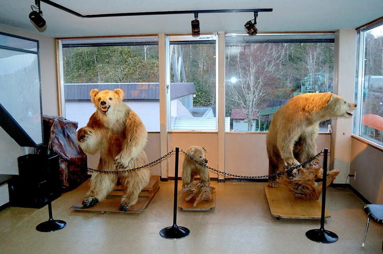 Музей медведей