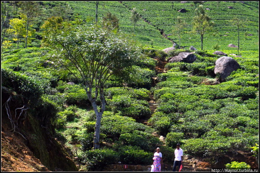 Нувара  Элия.  Путь  от  кофе  к  чаю.... Нувара Элия, Шри-Ланка