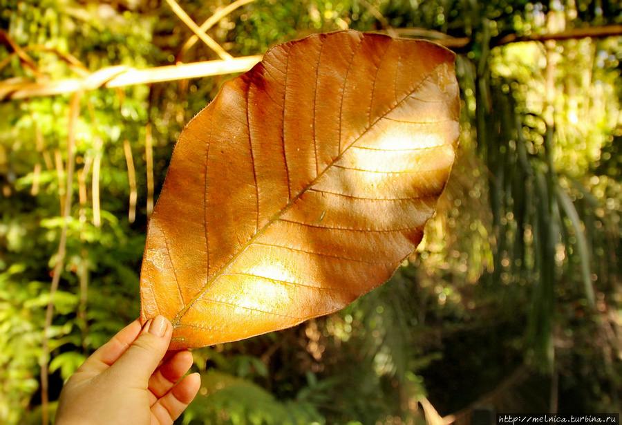 Листочечек)) Бако Национальный Парк, Малайзия
