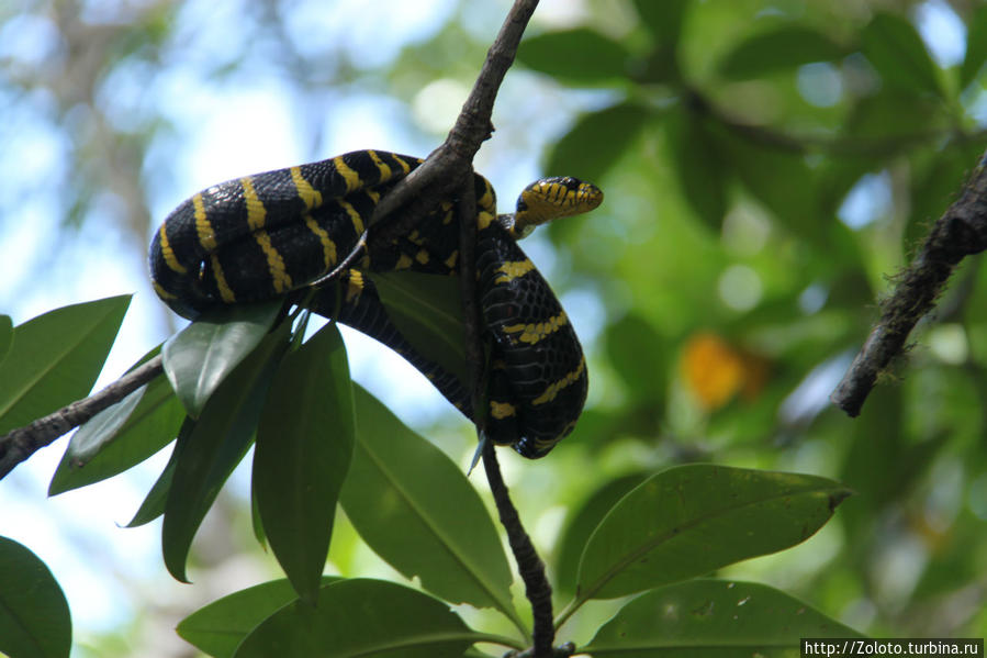 Ядовитая змея Сабанг, остров Миндоро, Филиппины