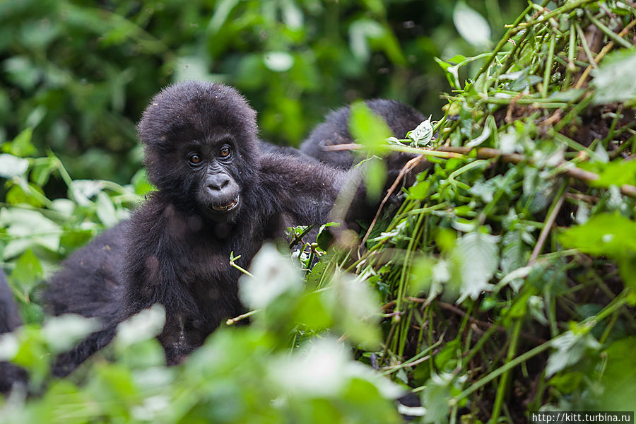 Часа через два мы наконец нашли семью горилл. Они отдыхали на поляне около ночной стоянки.
Не знала раньше, но гориллы строят гнезда для ночлега. Гнезда в виде небольших шалашей. Часть такого шалаша как раз видна на фото. Национальный парк Кахузи-Биега, ДР Конго