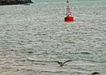 на переднем плане кормящиеся пеликаны, на буе можно увидеть морского котика