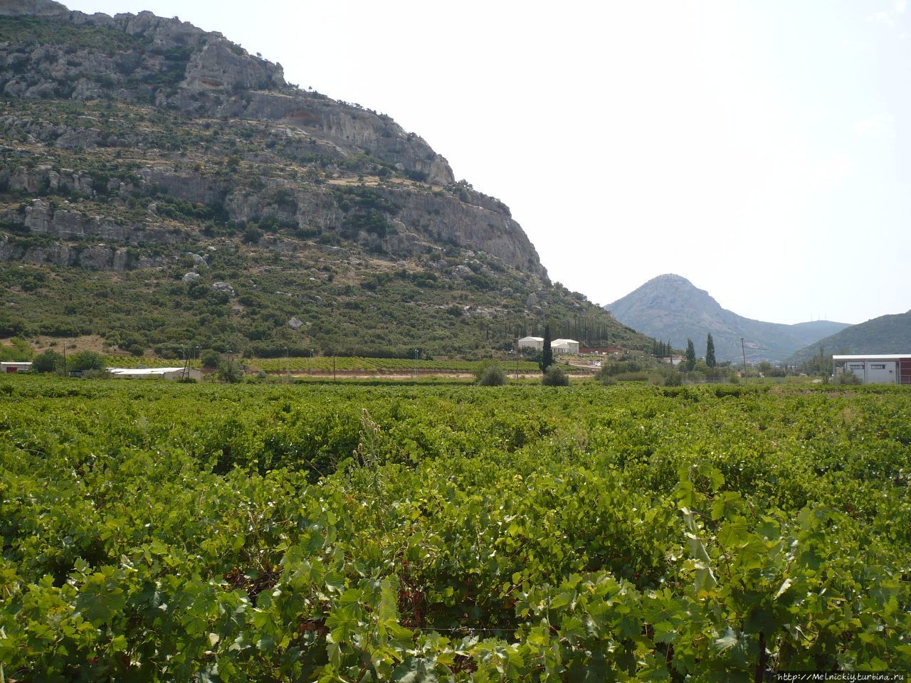 Винодельческая ферма 