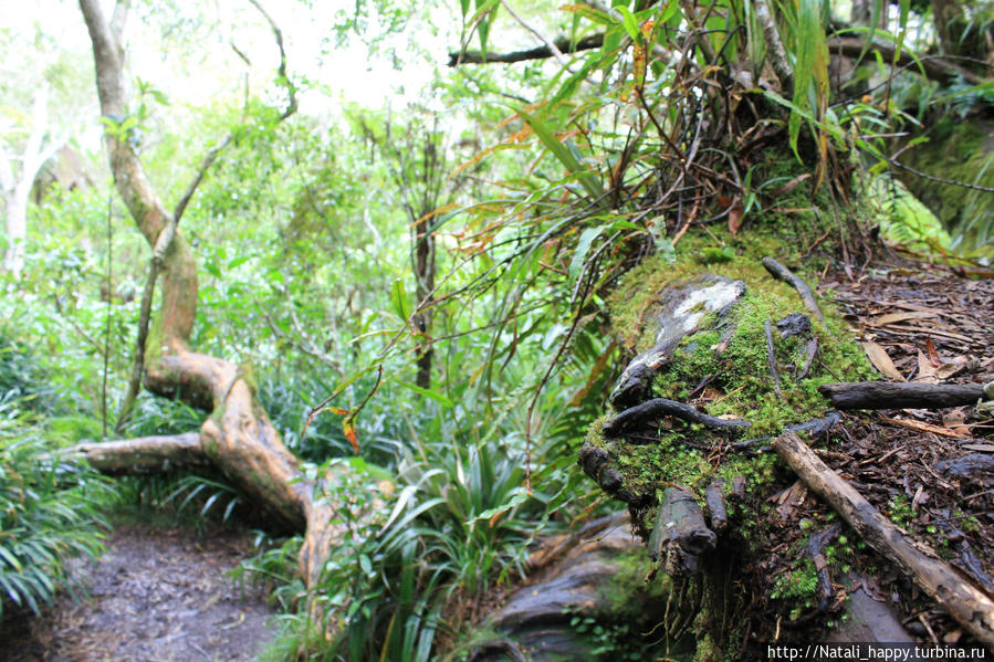 Сердце Реюньона в месте заповедном Салази, Реюньон Сердце Реюньона в месте заповедном Салази, Реюньон