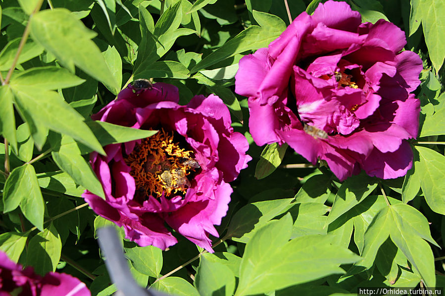 Цветочный мед в таблетках Харьковская область, Украина Цветочный мед в таблетках Харьковская область, Украина