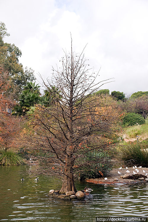 Парк La Paloma в Бенальмадене Парк La Paloma в Бенальмадене