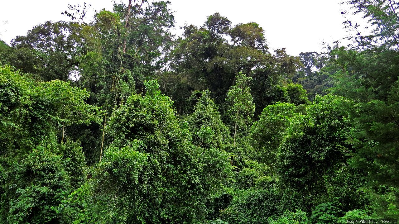 Непроходимый лес Бвинди Бвинди Национальный Парк, Уганда