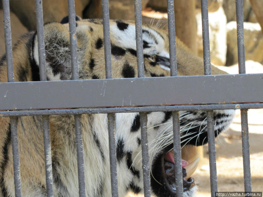 Зоопарк Сеула. Вторая часть. Сеул, Республика Корея Зоопарк Сеула. Вторая часть. Сеул, Республика Корея