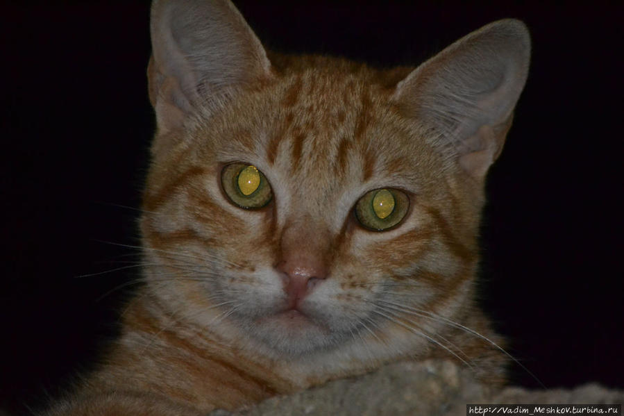 Португальский кот (г. Эрисейра). Эрисейра, Португалия