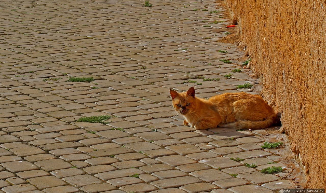 А вот и котиков нам в ленту;) Коты и кошки Мазаргана Эль-Джадида, Марокко