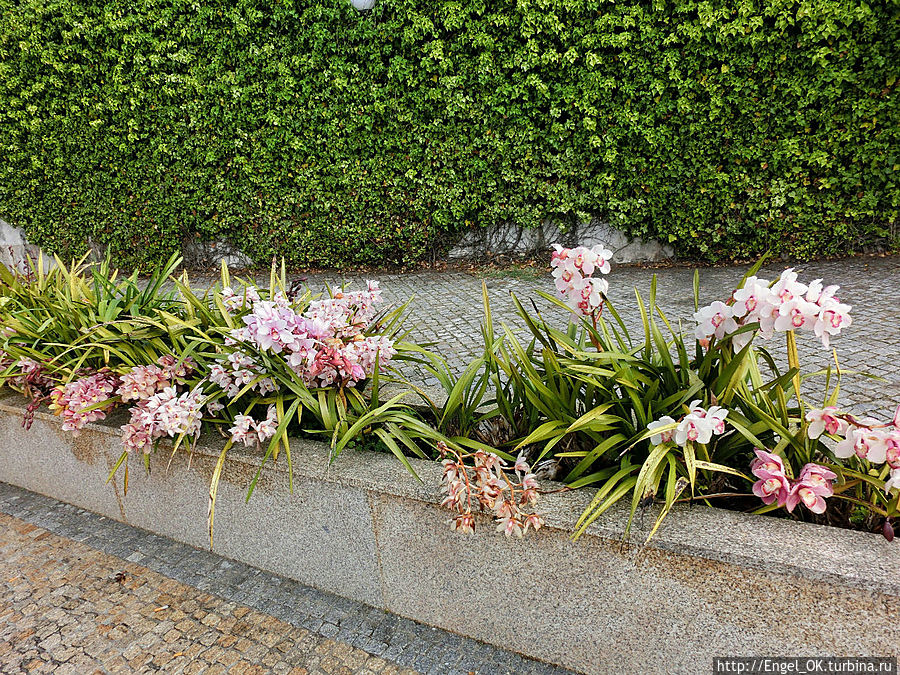 те самые орхидеи Повуа-де-Варзин, Португалия