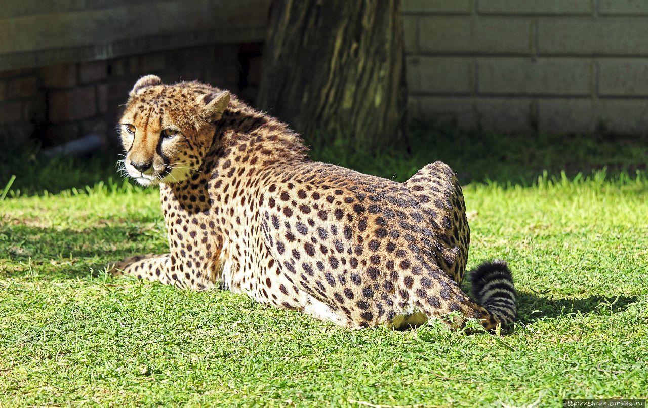 Ожитотонгве (ферма гепардов) Каманжаб, Намибия Ожитотонгве (ферма гепардов) Каманжаб, Намибия