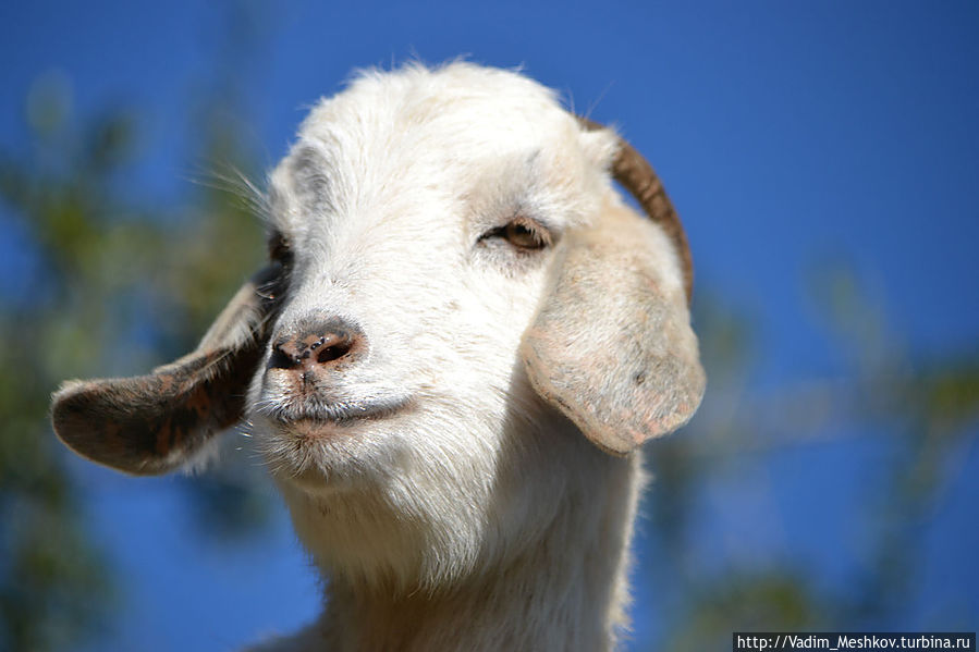 Летающие козы Марокко Летающие козы Марокко