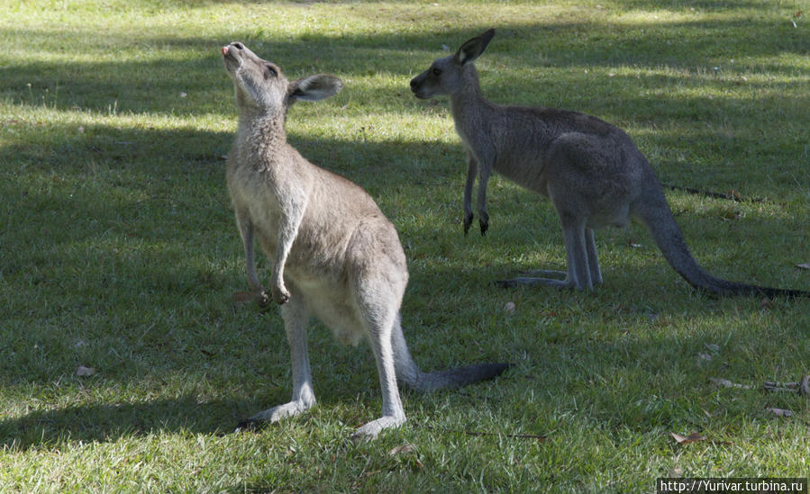 Встретить кенгуру можно везде Сидней, Австралия