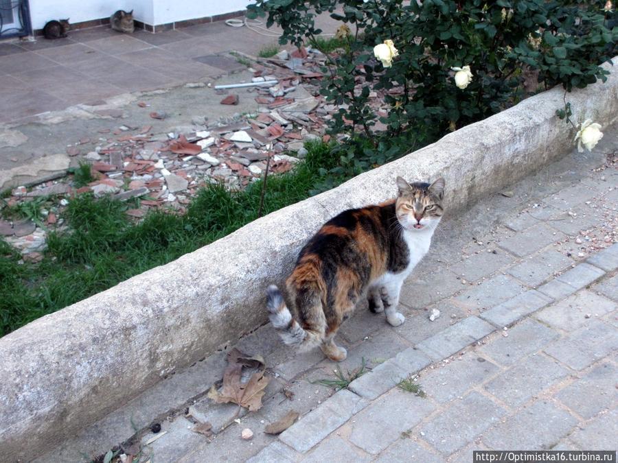 Здравствуй, Дидим! Дидим, Турция Здравствуй, Дидим! Дидим, Турция