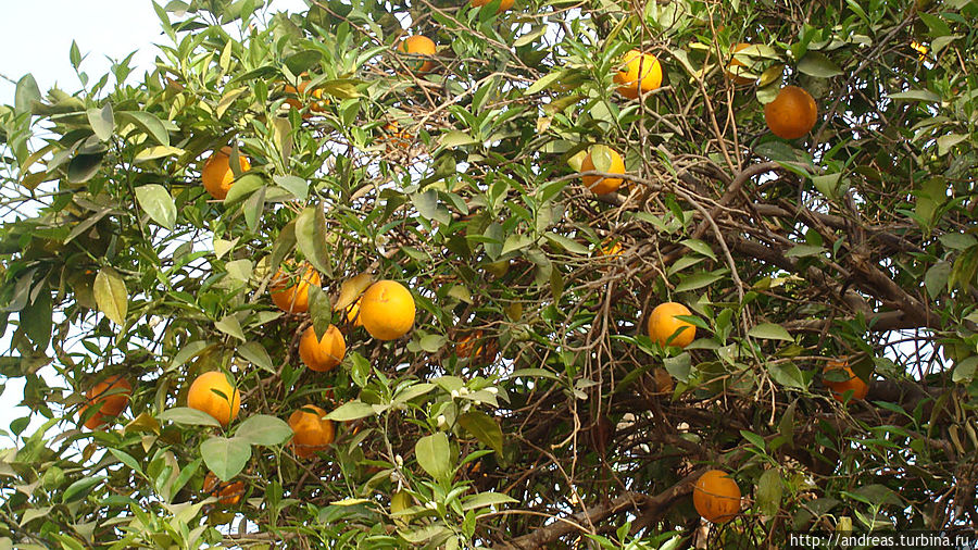 Апельсиновое дерево Апельсиновое дерево