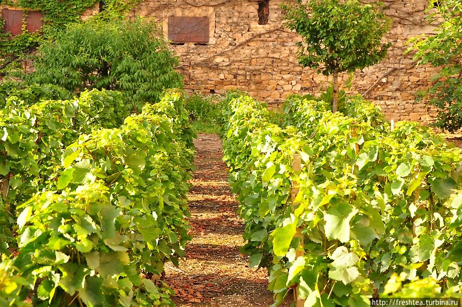 Виноградники разбегаются рядами прямо от стен старинных поместий... Что ни замок, то владение виноделов!.. Рона-Альпы, Франция
