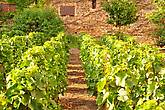 Виноградники разбегаются рядами прямо от стен старинных поместий... Что ни замок, то владение виноделов!..