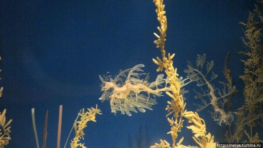 Где здесь водоросли, а где морской конёк маскирующийся под них? Барселона, Испания