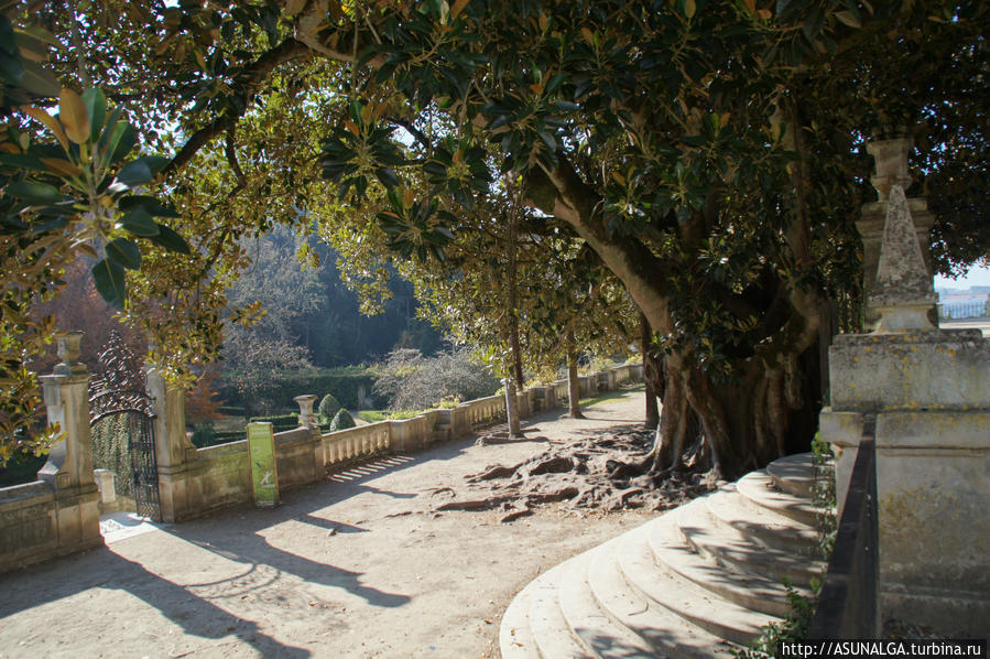 Ботанический сад с деревьями до самого неба Коимбра, Португалия