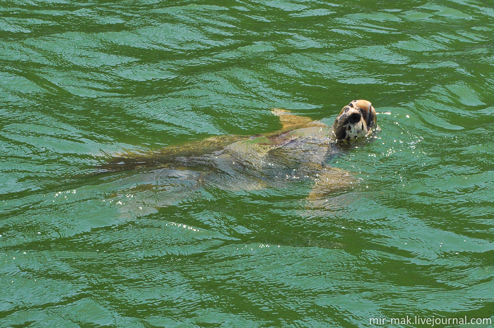 Замечено, что в этом месте черепахи всплывают с периодичностью – одна штука в одну минуту, ни больше ни меньше. Так что поймать ее голову над водой не так уж и просто. Дальян, Турция Замечено, что в этом месте черепахи всплывают с периодичностью – одна штука в одну минуту, ни больше ни меньше. Так что поймать ее голову над водой не так уж и просто. Дальян, Турция