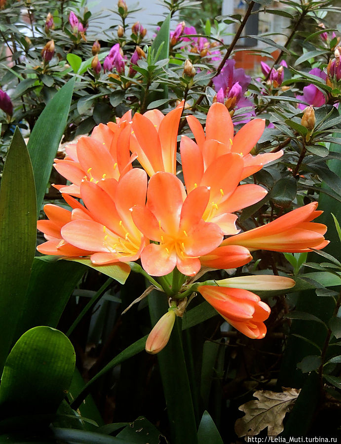 Цветочные сны... Фуншал, Португалия Цветочные сны... Фуншал, Португалия