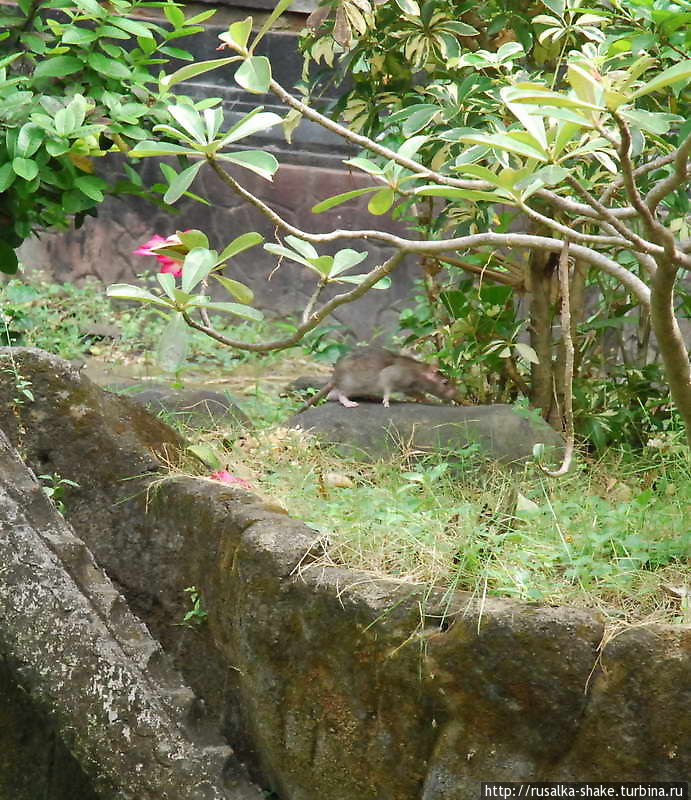 Откуда рис во лбу Кута, Индонезия Откуда рис во лбу Кута, Индонезия