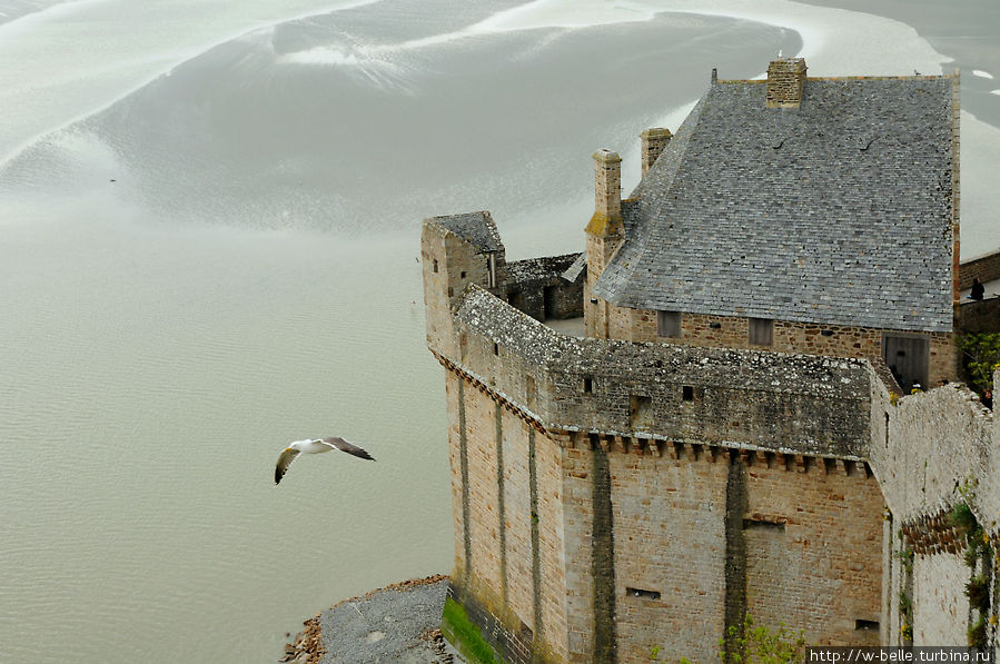 Башня Букль, бухта и вольная птица. Мон-Сен-Мишель, Франция