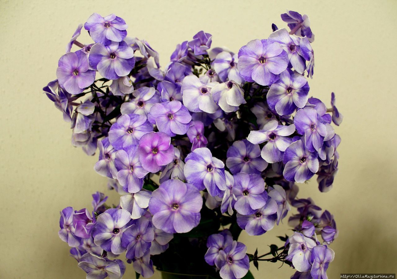 Флокс Ангел-Хранитель. Санкт-Петербург, Россия Флокс Ангел-Хранитель. Санкт-Петербург, Россия