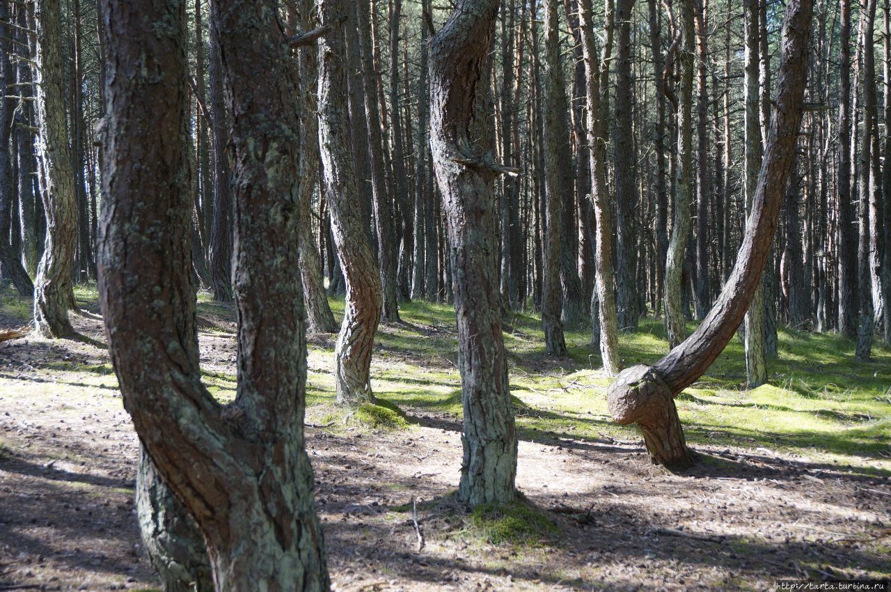 «Танцующий» лес – необъяснимая аномалия или чудо природы?!