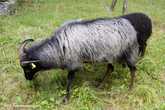 16. Овцы щиплют траву, что они делают большую часть своей жизни.