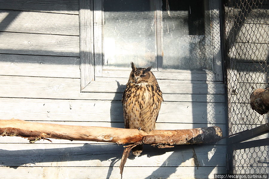 Фи́лин обыкновенный ( Bubo bubo)

Филины являются одним из видов сов с очень большим ареалом. В Северной Африке, в Европе и в Азии ведут оседлый образ жизни. В Европе вид отсутствует в северной половине Франции, Ирландии, Исландии и на большинстве островов Средиземного моря. Филин — один из самых распространённых представителей совиных в России. Его лат. наименование букв. означает «сова сов».