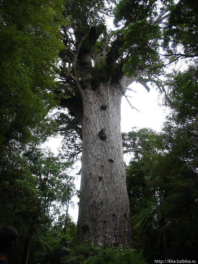 Waipoua Forest park Waipoua Forest park